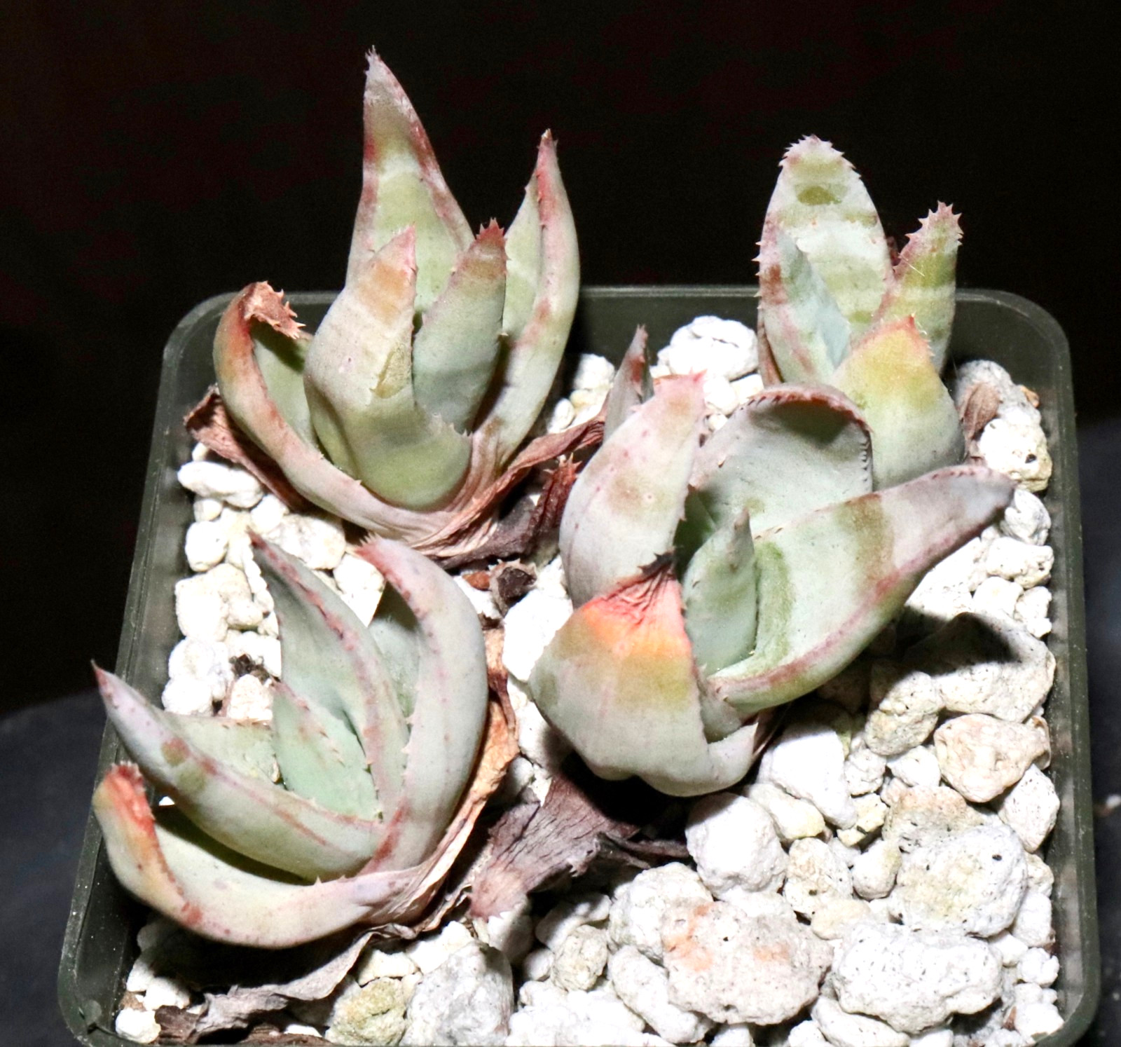 Aloe krapohliana dumoulinii Chalky & chunky seedlings