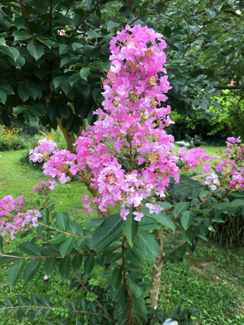 PINK Crepe Myrtle Seeds (Bush/Tree) Over 50 seeds USA Grown