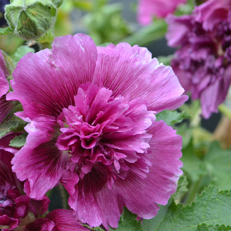 45+ Hollyhock Seeds, Heirloom Seeds, Alcea Rosea, Flowers Perennial Flowers Seed