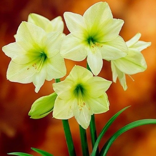 Cherry Blossom Song Flowering Amaryllis Spectacular Flower Bulb, Check our Store
