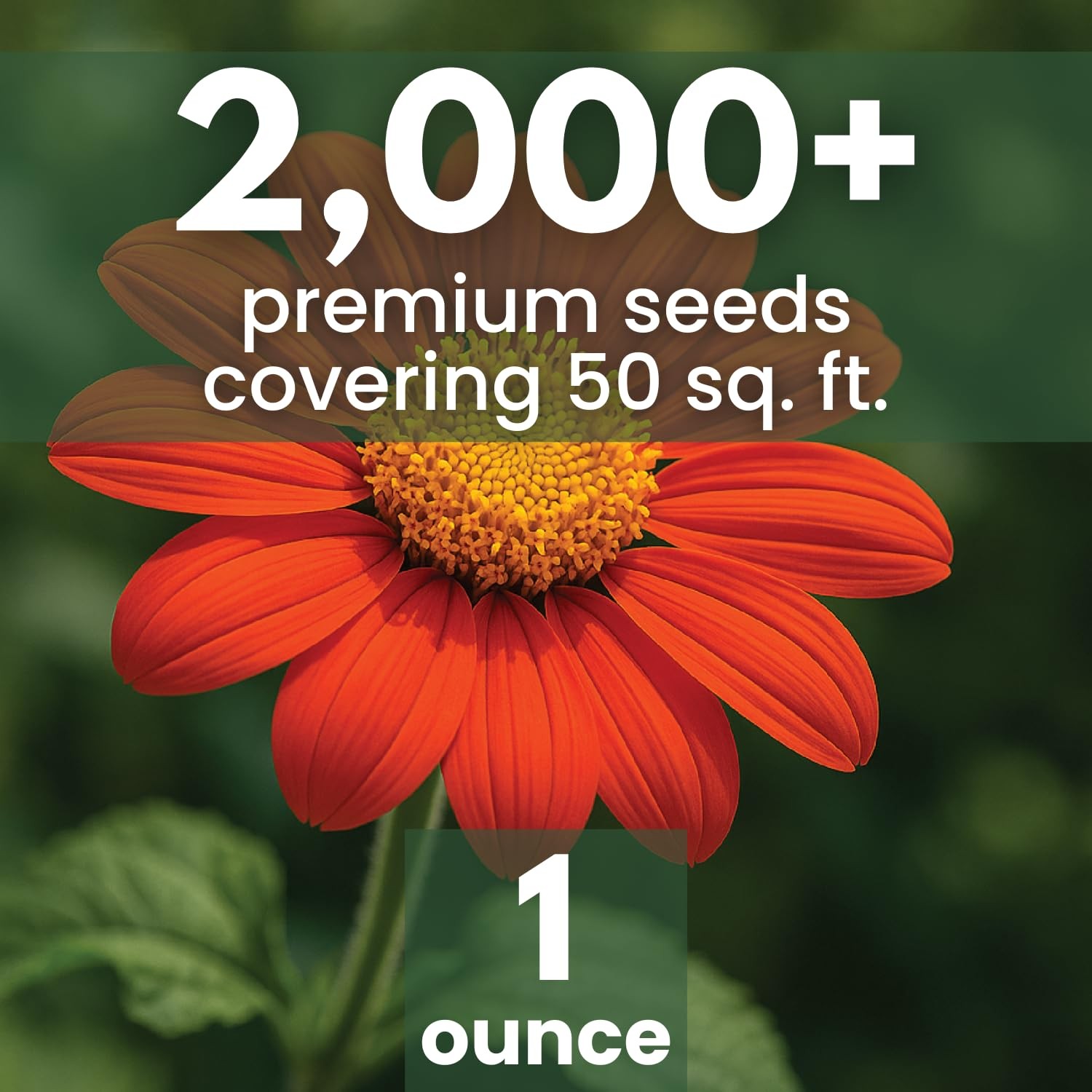 Mexican Sunflower Seeds Red 2000 Planting 1 Ounce 2026 Garden Blooms