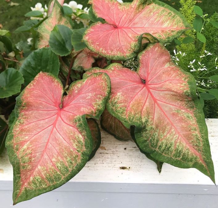 ‘Chinook’ Caladium 2026 Caladium of the Year (2 bulbs)