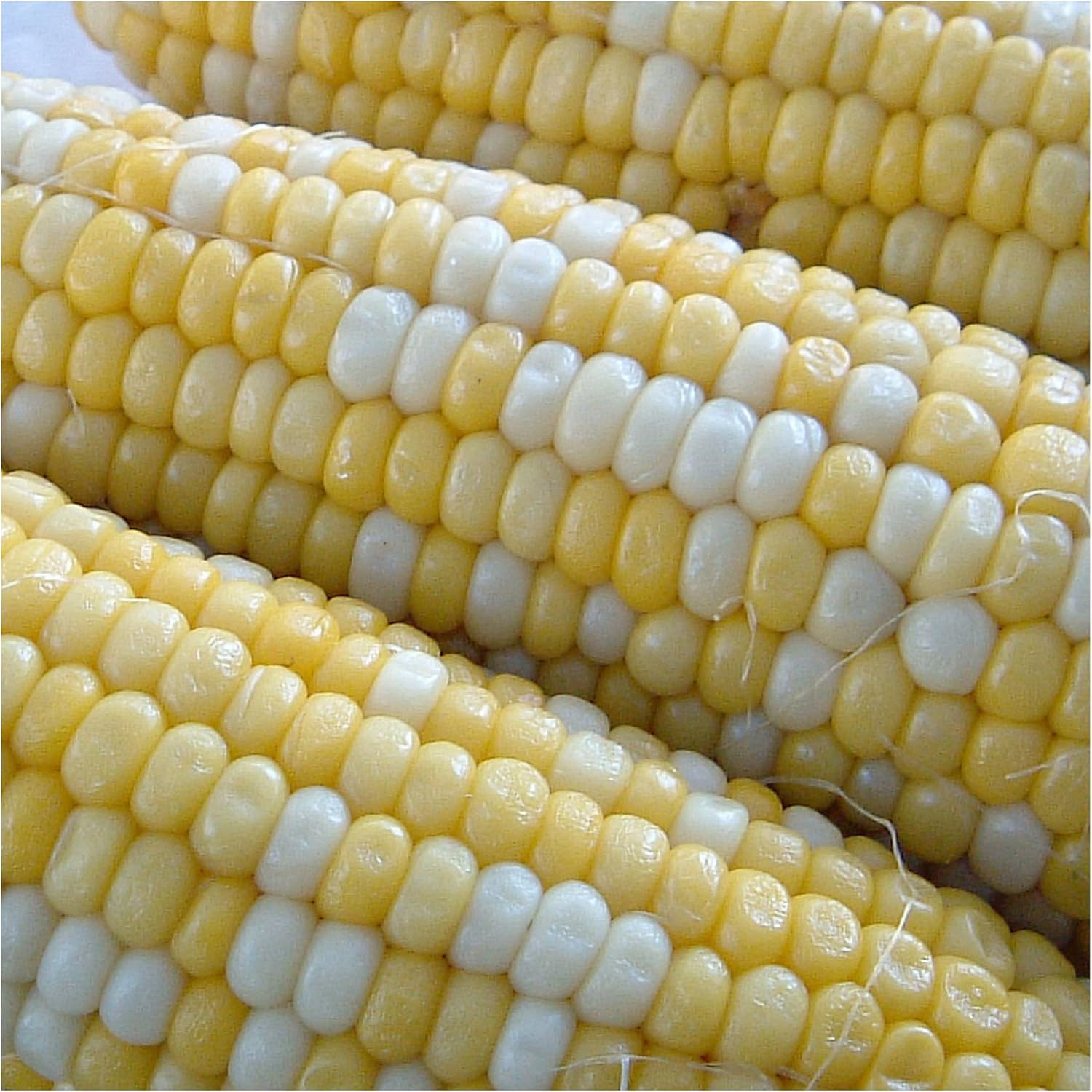 Peaches and Cream Sweet Corn Seeds | 230+ Seeds Non GMO Hybrid Untreated Bicolor
