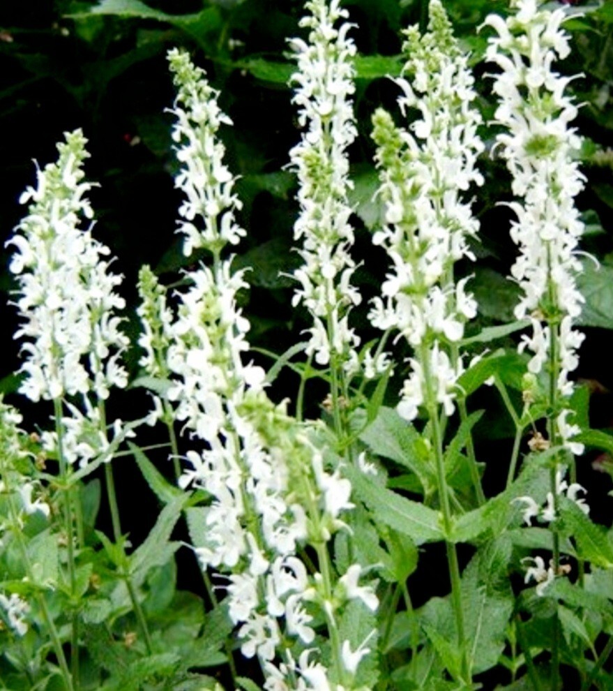 350 Salvia Farinacea Seeds Mealycup Sage Fragrant Flower Heirloom Variety White