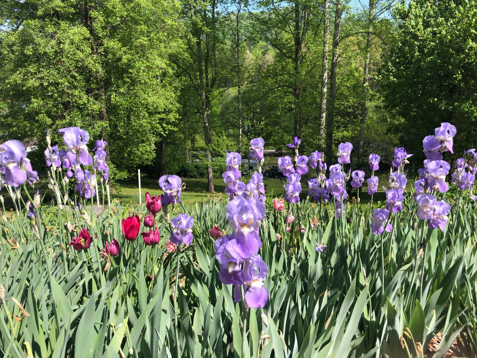 7 Tall Bearded Iris Rhizome Light Purple Live Plants Bulbs Perennial