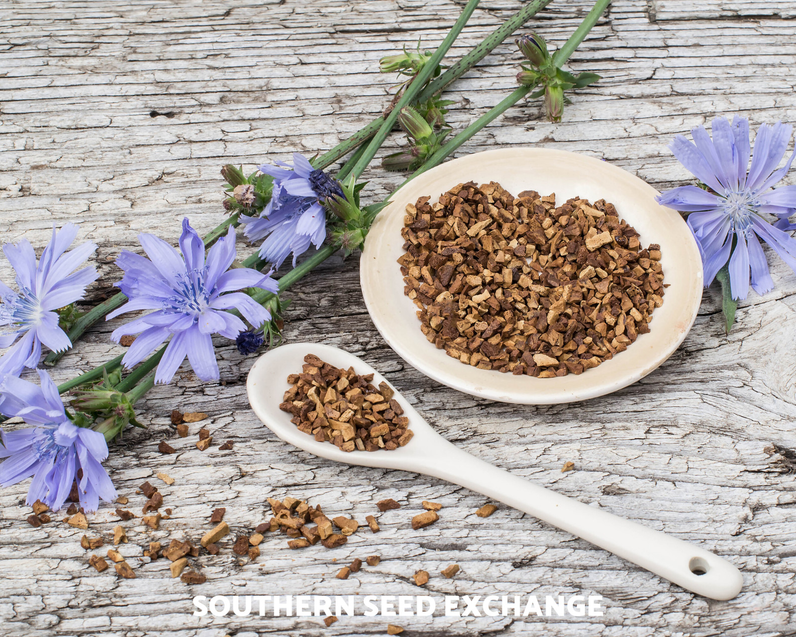 Chicory – 200 Seeds – Wildflower – Medicinal Herb – GMO Free (Cichorium Intybus)