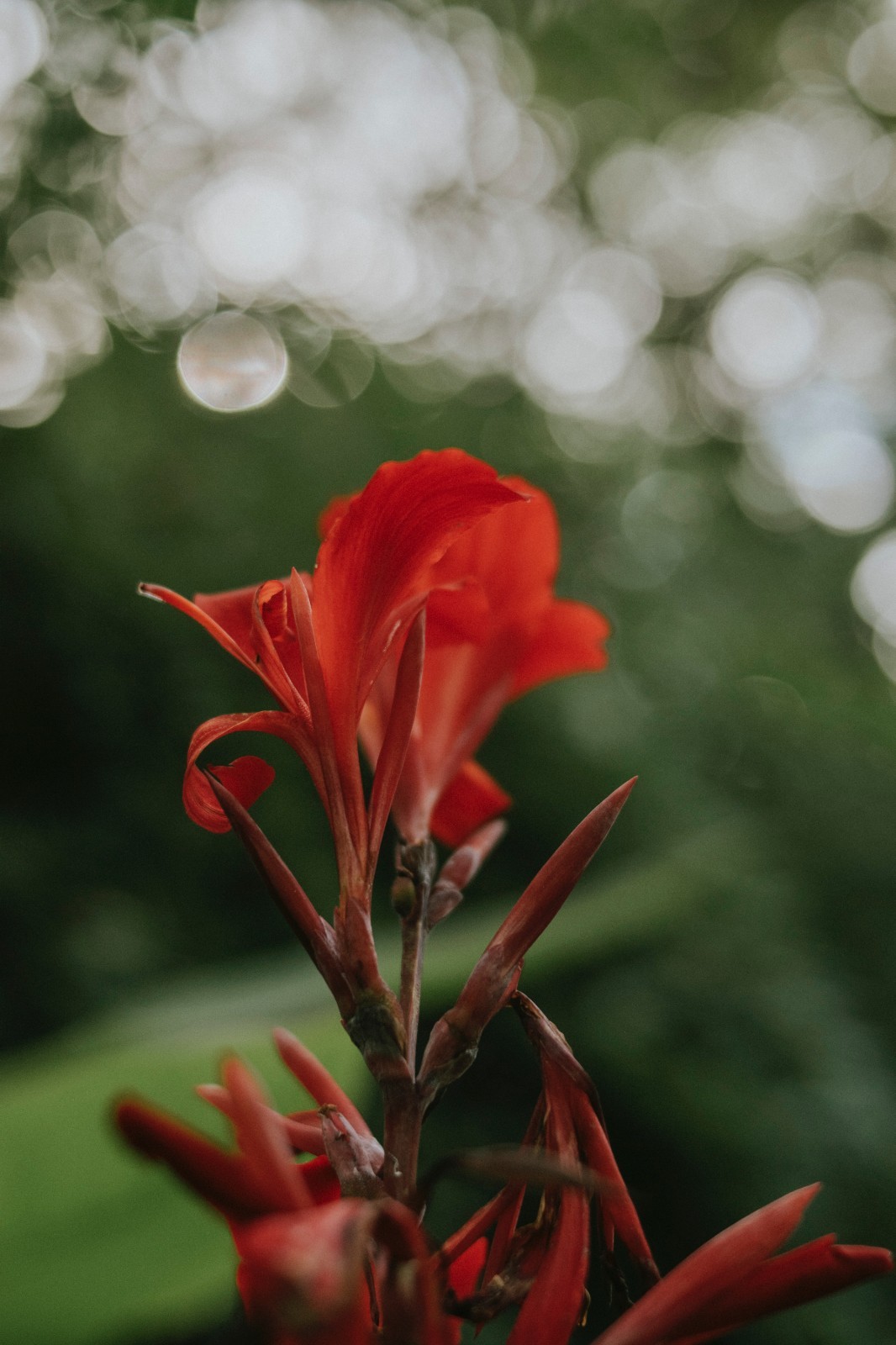 RED CANNA LILY INDICA SEEDS INDIAN SHOT Arrowroot Flowers Attracts Hummingbirds