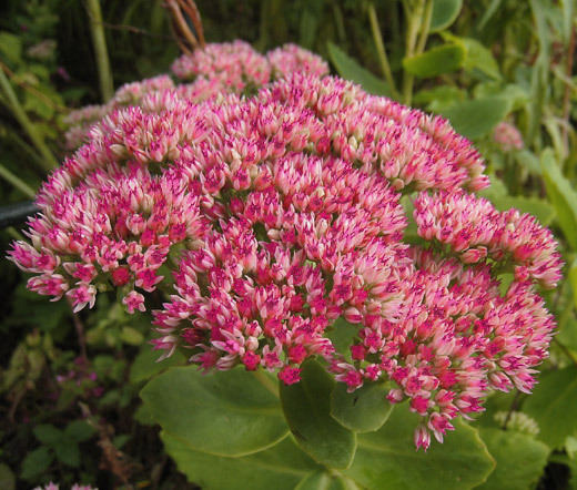 SEDUM EMPEROR”S WAVE STONECROP Sedum Telephium – 200 Bulk Seeds
