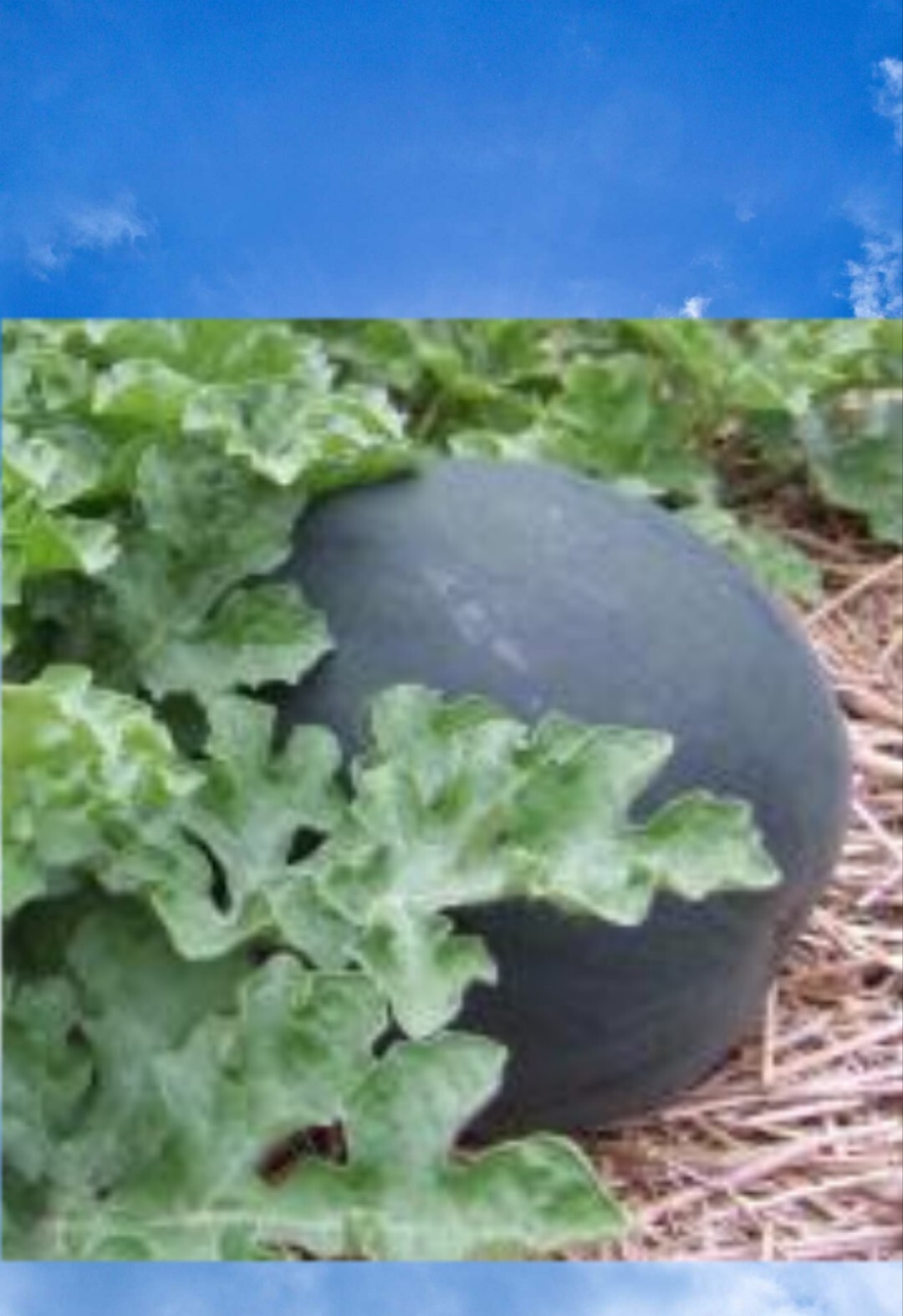 25+ Sugar Baby Watermelon icebox Doll Babies melons Seeds.