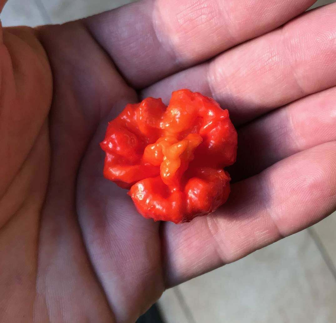 Hurt Berry Pepper Premium Seed Packet Record Hottest in The World + More