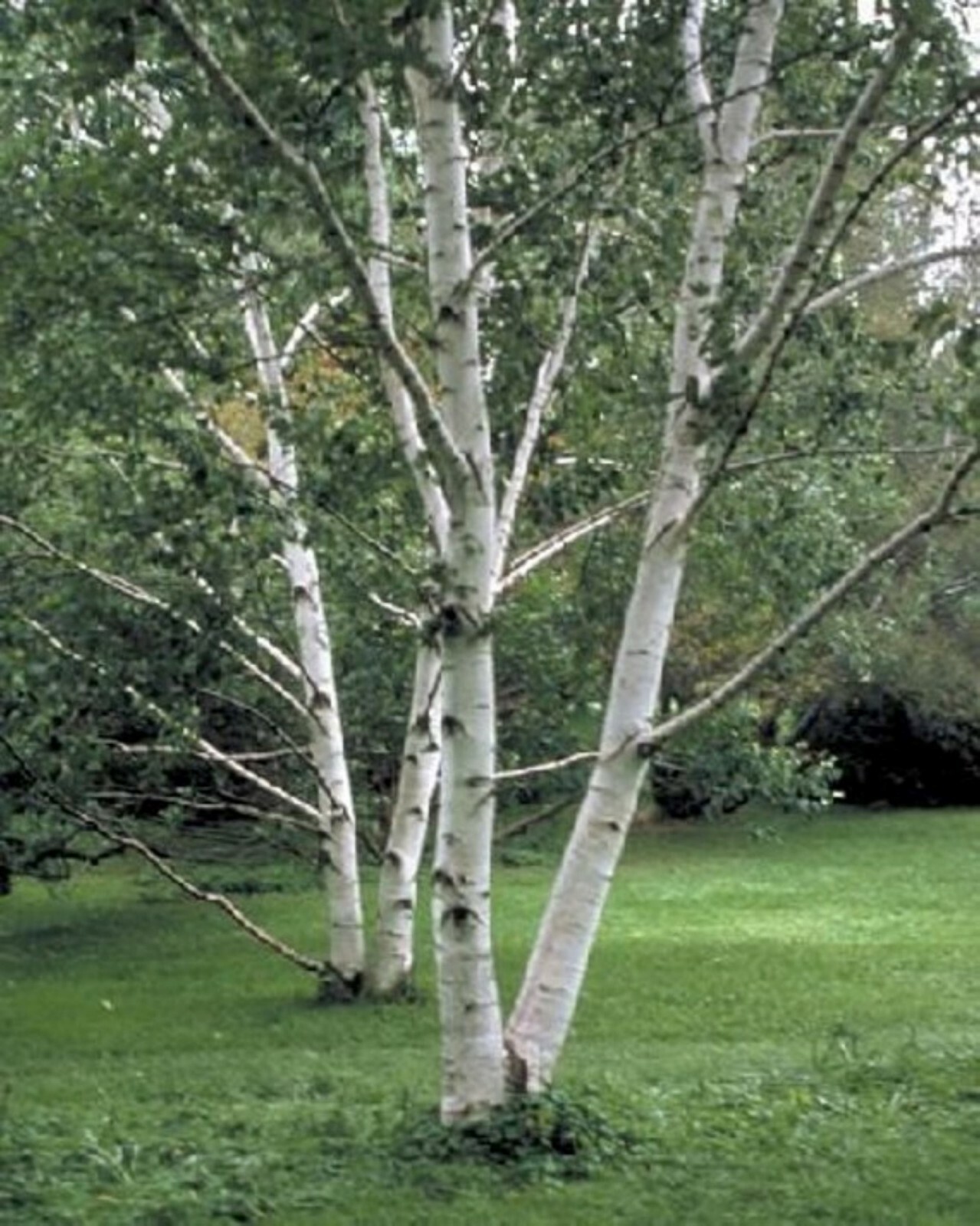 Paper Birch exact plant #23 (Betula papyrifera), 5-6 ft tall dormant plant