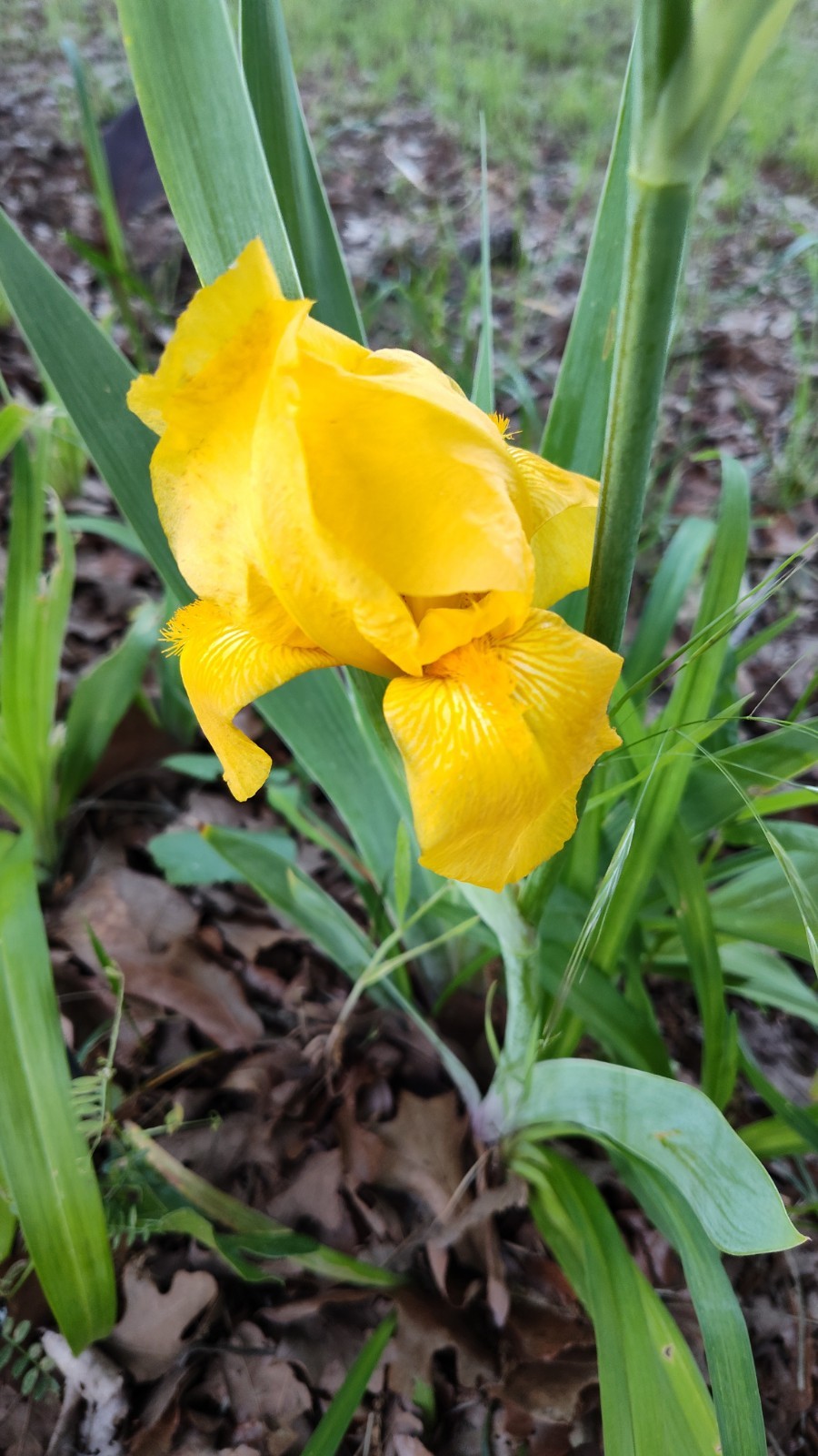 Hardy Iris Rhizomes – 5 Pack – Mixed Colors – Easy to Grow