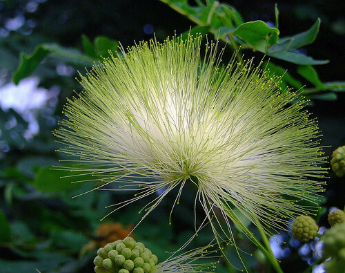 Albizia Lebbeck Tree 10 Seeds, Very Fragrant Indian Siris, Woman’s Tongue