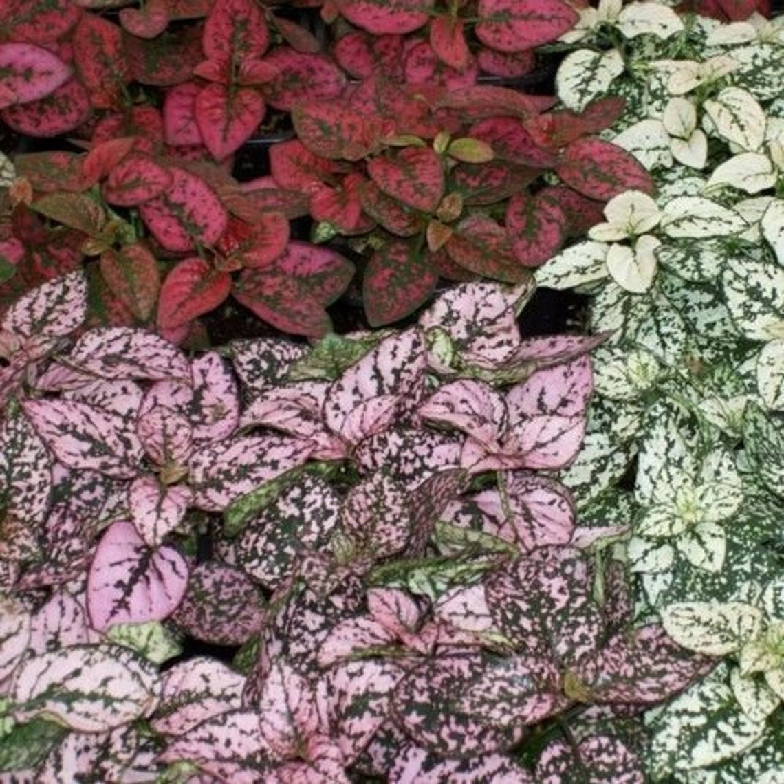 Hypoestes Splash Seeds Mix – Polka Dot Plant – 50 Seeds