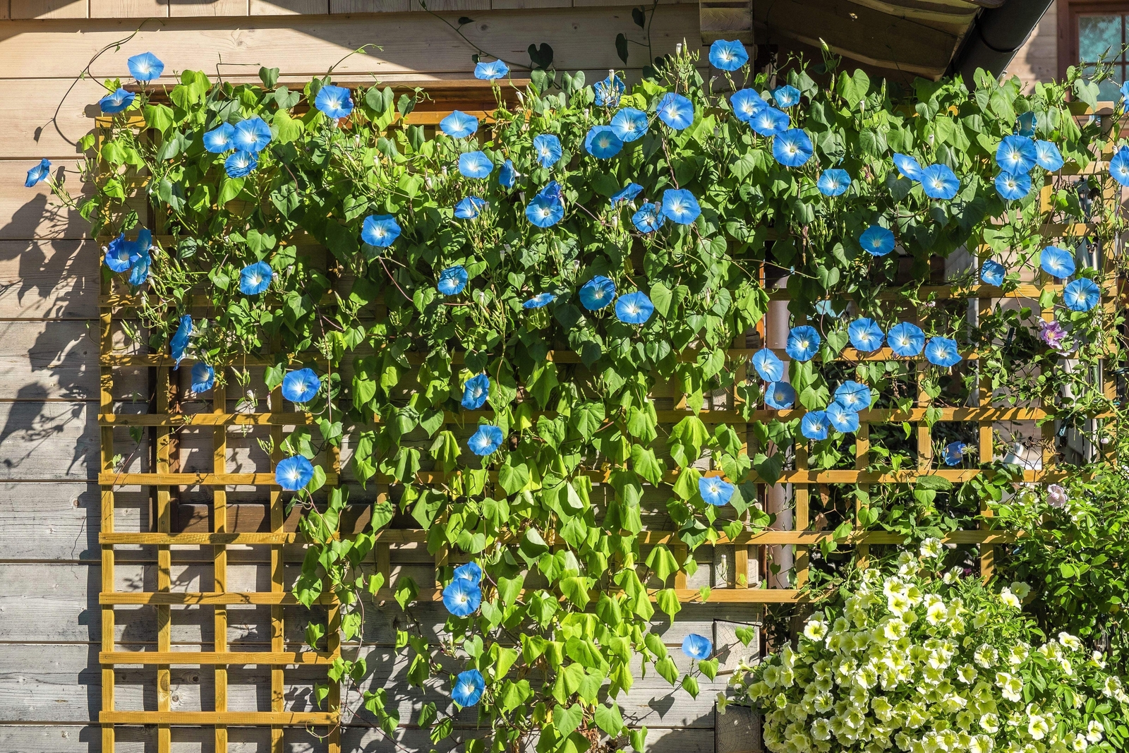 50 HEAVENLY BLUE MORNING GLORY Vine Ipomoea Tricolor Flower Seeds *Flat Shipping