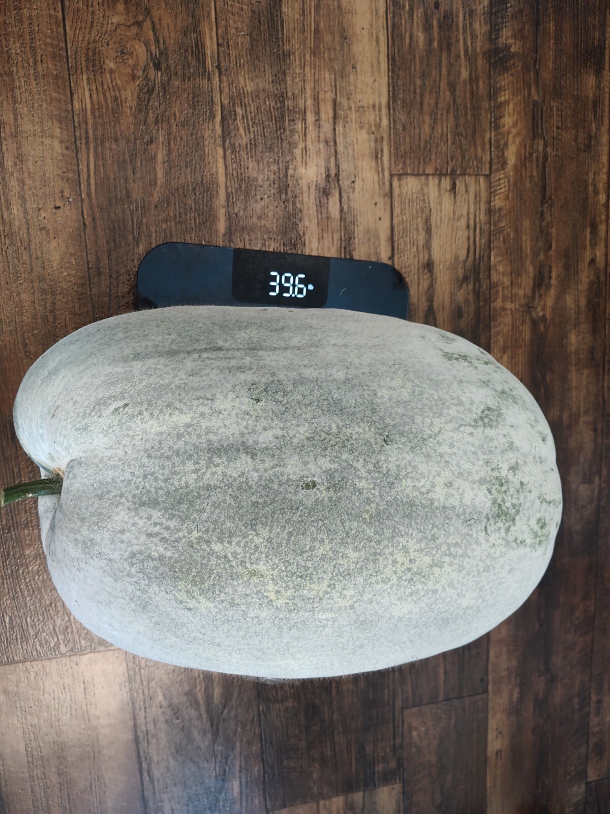 15 Seeds of WAX GOURD Winter Melon Dong gua Seeds ash gourd From 40Lb Gourd