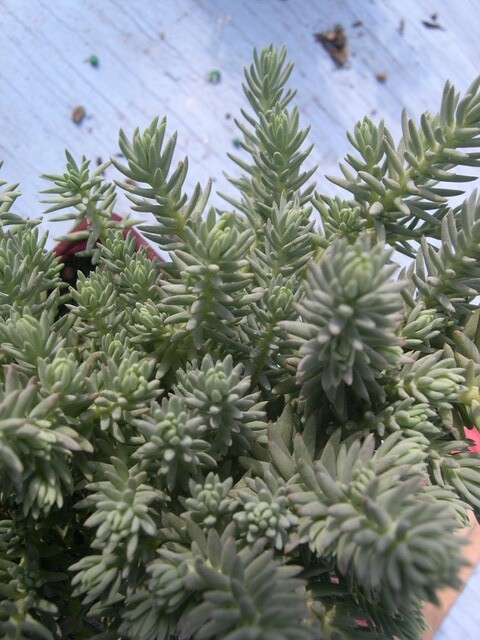 SEDUM RUPESTRE BLUE SPRUCE 200 SEEDS, HARDY SEDUM, YELLOW FLOWERS IN SUMMER