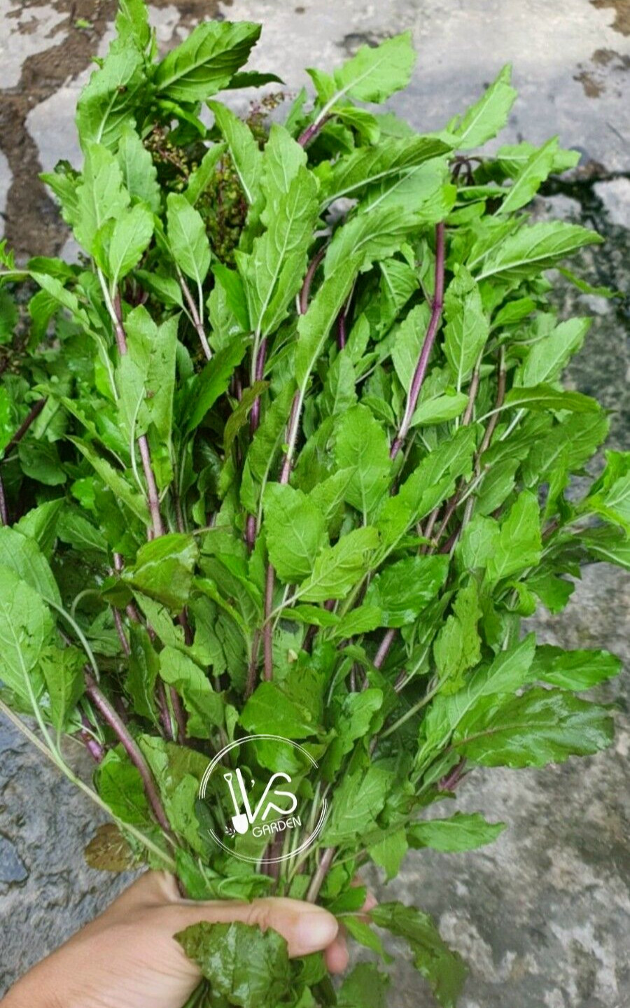 HOLY BASIL SEEDS, HƯƠNG NHU TÍA, 聖羅勒, กะเพราขาว