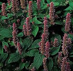 Anise Hyssop Agastache foeniculum 2,000 seeds