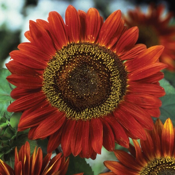 Red Sun Sunflower | Maroon Burgundy Velvet Queen Chocolate Cherry Flower Seed