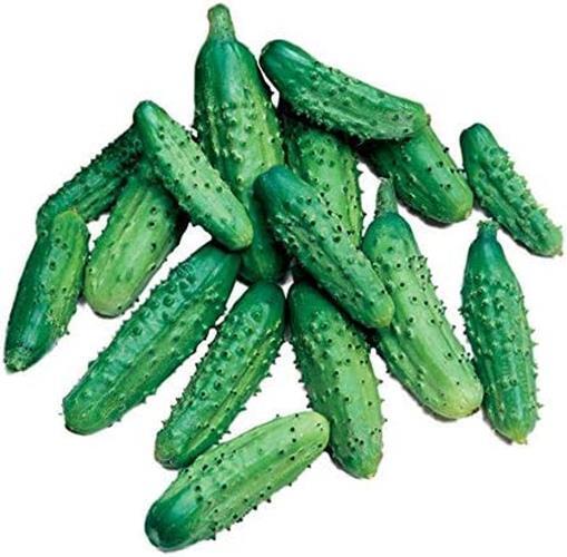 Parisian Gherkin Cucumber Seeds for Planting (20 Seeds) -Delicious, Easy to grow