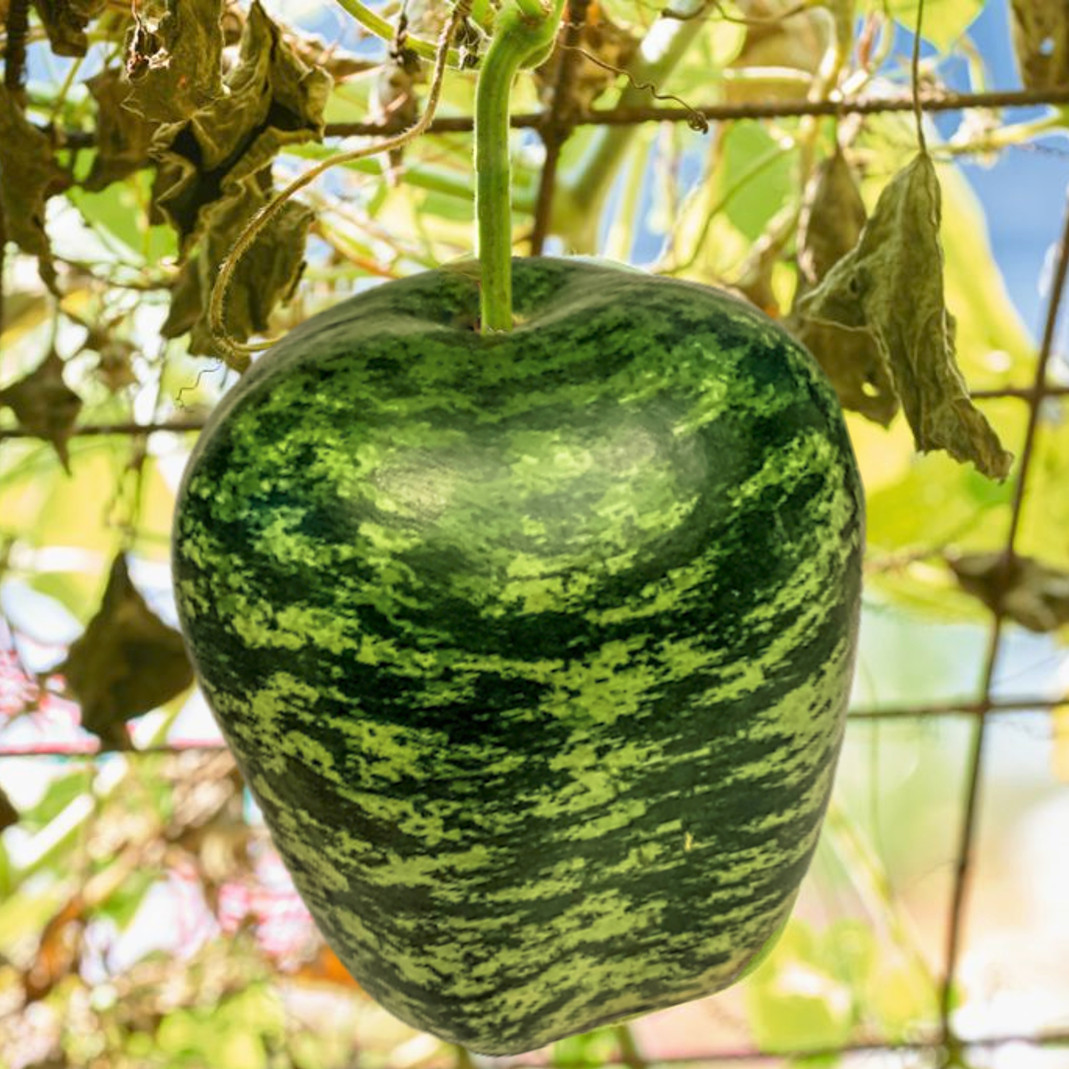 Apple Gourd Seeds | Ornamental Squash Swan Pumpkin Dipper Bottle Bird Seed 2024