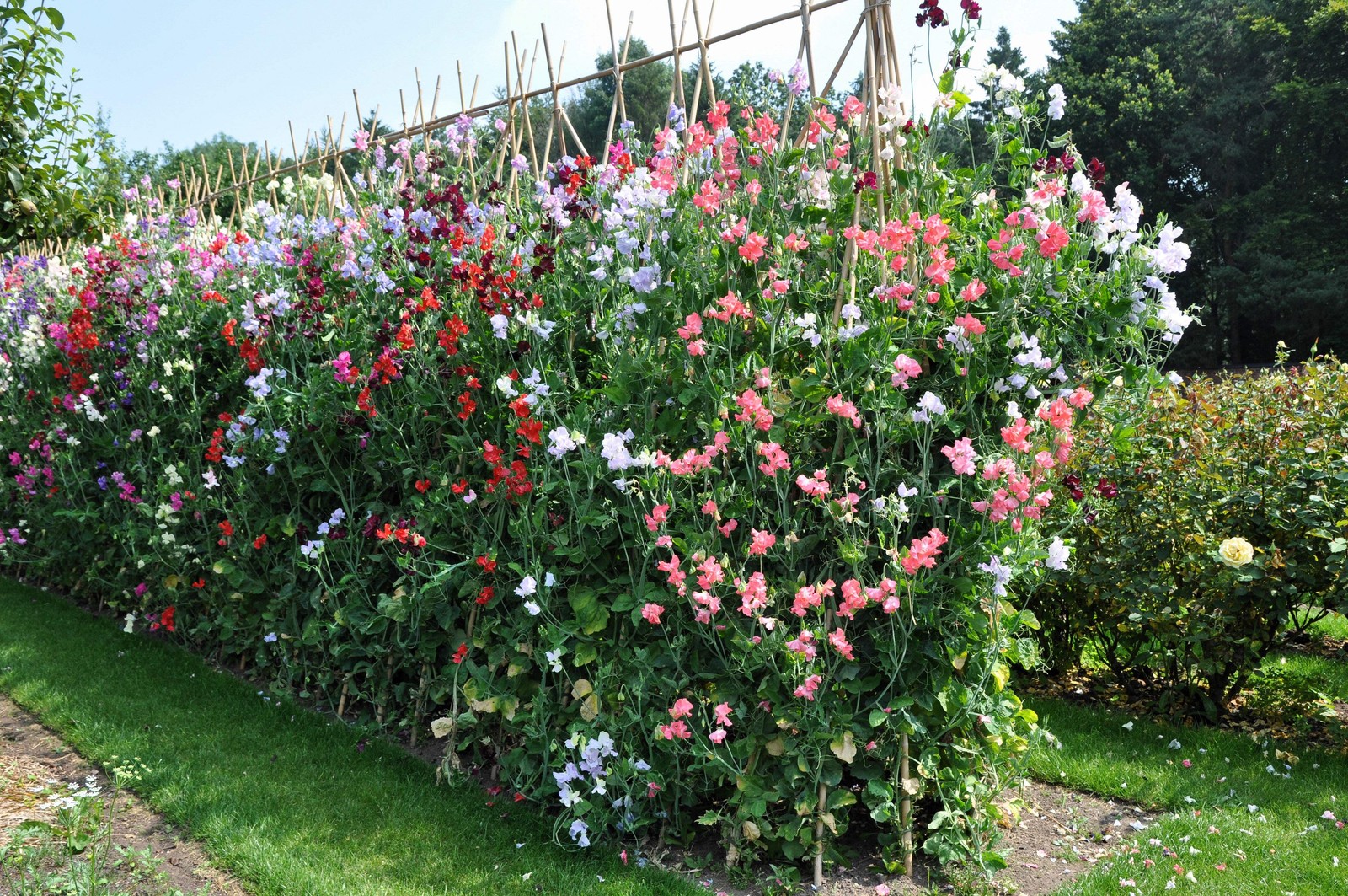 60 Mixed Colors SWEET PEA ROYAL Family Mix Lathyrus Odoratus Flower Vine Seeds