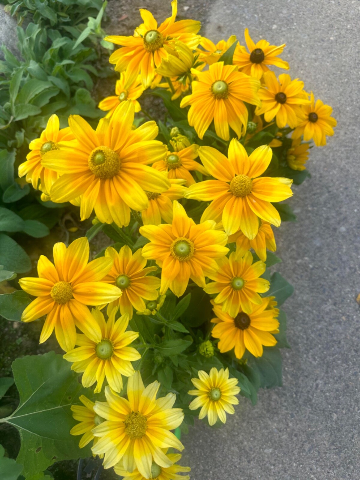 Irish Eyes Rudbeckia Seeds 30 fresh for 2025 (Green Eye Susan)