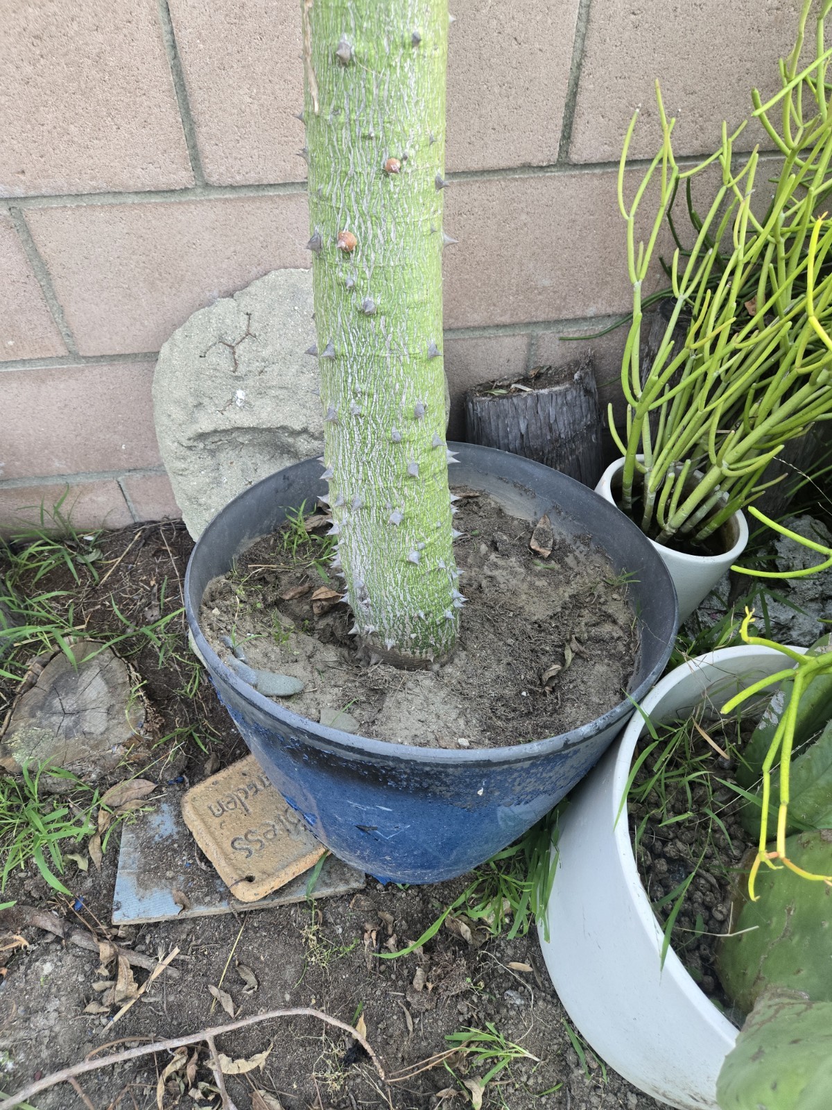 Large Huge Silk Floss Tree 15 Foot Tall Green Beauty