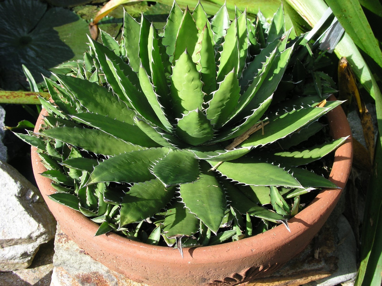 Agave Lopantha, Thorncrest Century Plant, large size, choice