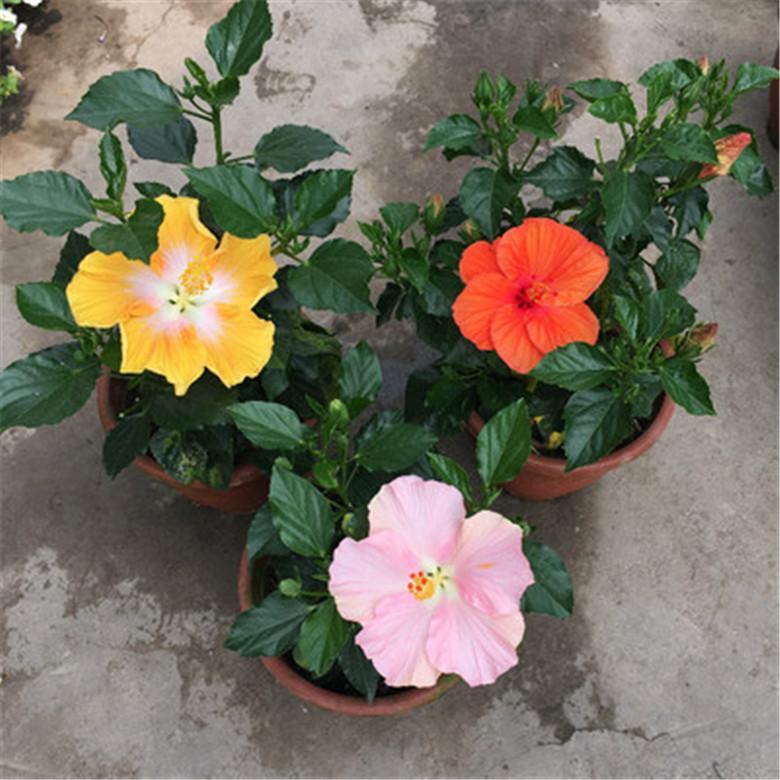 25pc HIBISCUS SEEDS Garden Plant Flower rare exotic USA seller FREE shipping