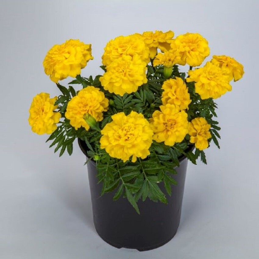 Marigold Seeds 25 Seeds Marigold Endurance Yellow