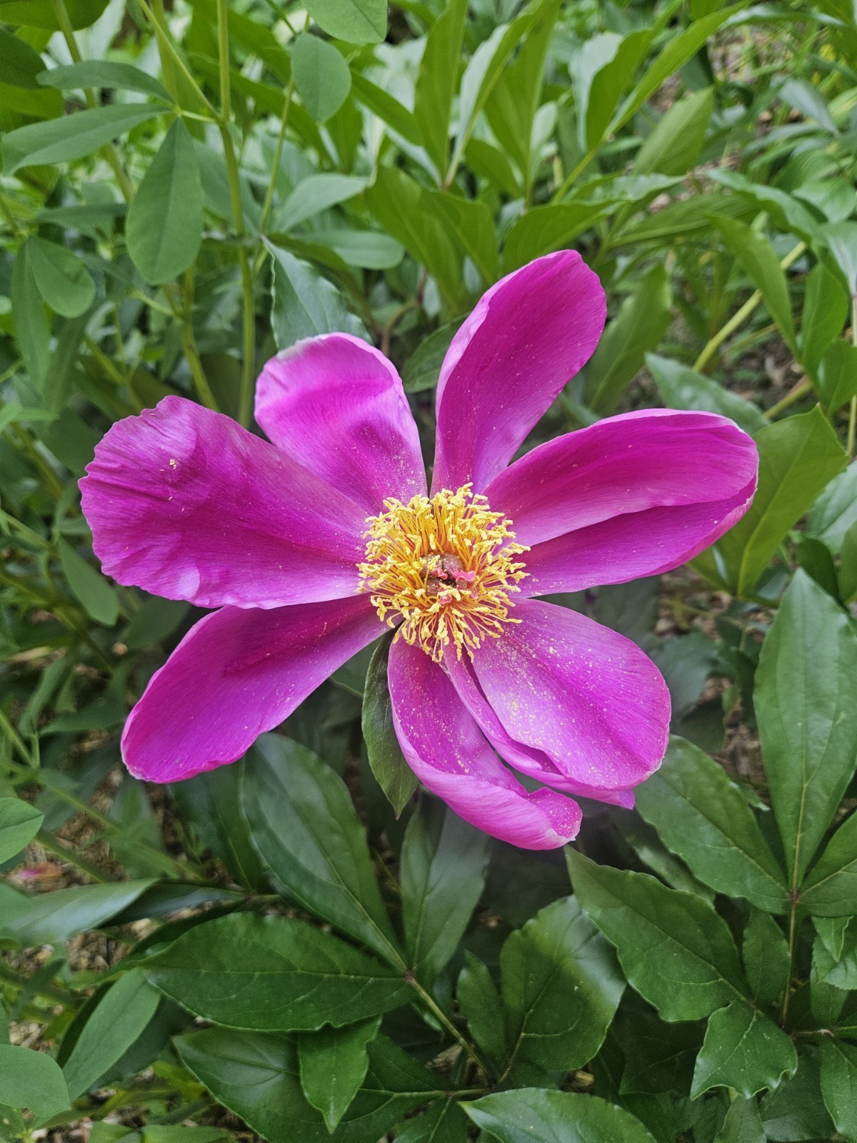 Heirloom Peony