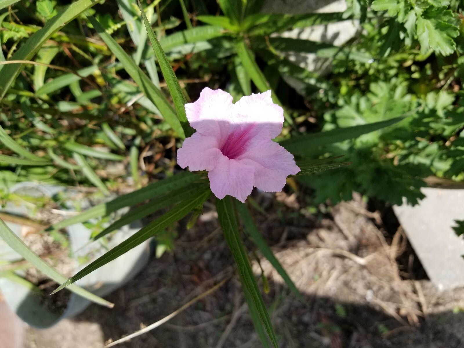 15 – Pink mexican patunia seeds (LARGE PLANT)