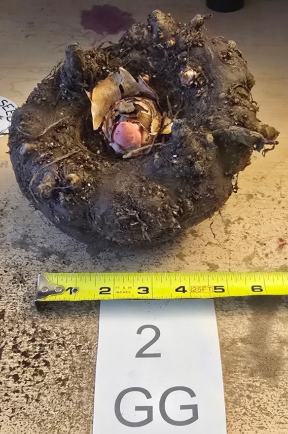 2 LB 14 OZ AMORPHOPHALLUS KONJAC “GORDON’S GOLD” 6.0 INCH BULB VOODOO LILY TUBER