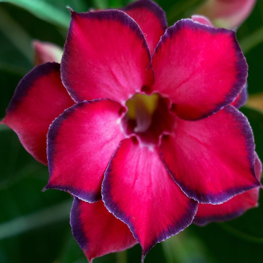 20 Desert Rose Seeds for Planting Mixed Color Ready to Grow Adenium Obesum Seeds