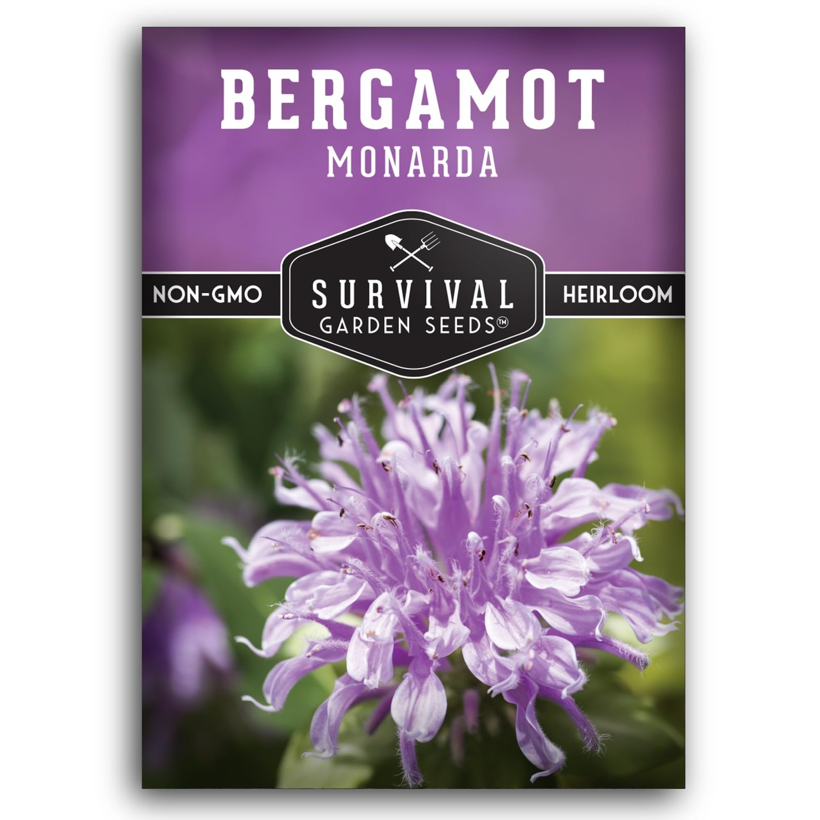Bee Balm Seeds for Planting – Wild Bergamot (Monarda Fistulosa) Perennial Nat…