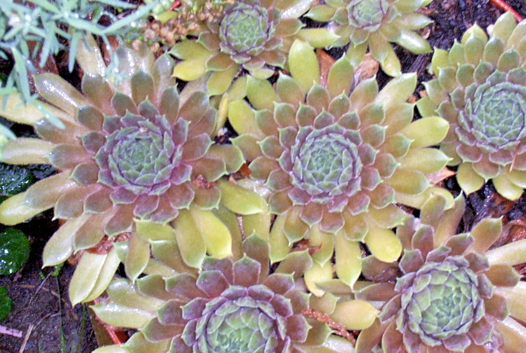 Hen and chicks 200 seeds large mix of varieties and colors sempervivum