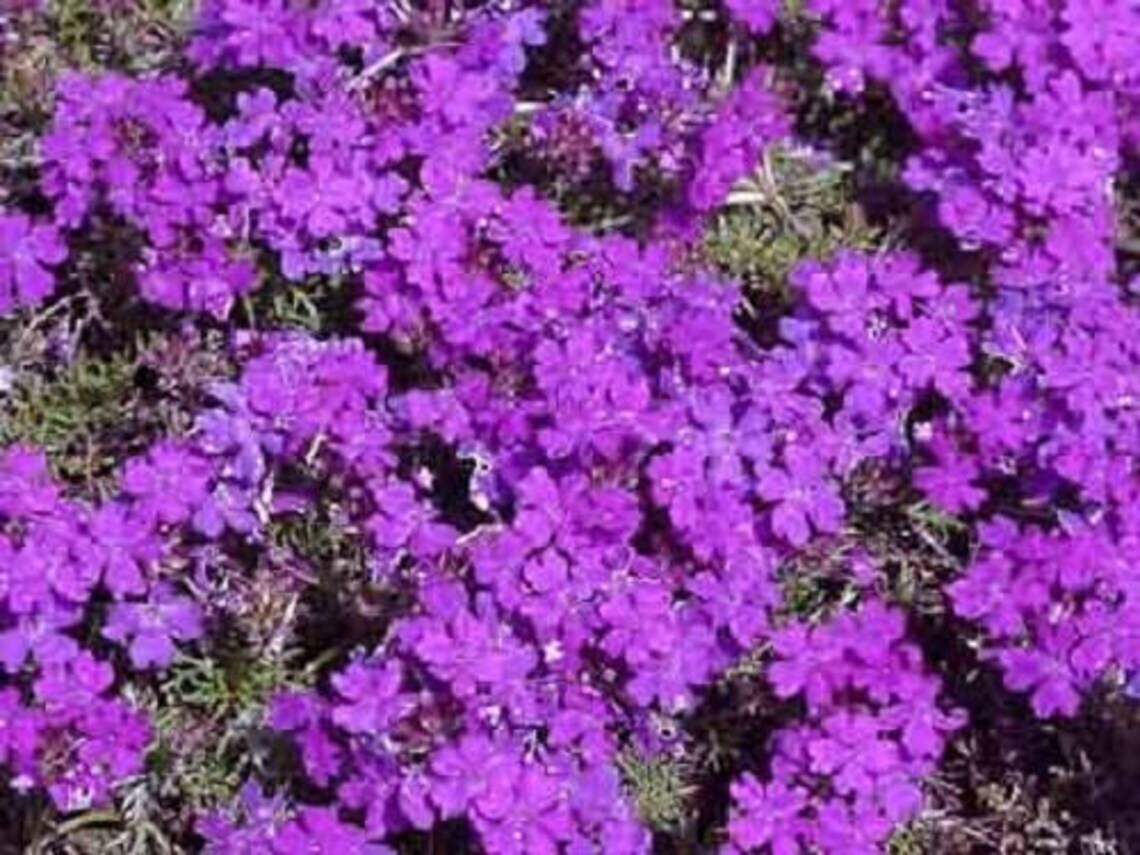 Purple Moss Verbena Seeds 300+ Violet Annual FLOWER GROUND COVER USA FREE S&H