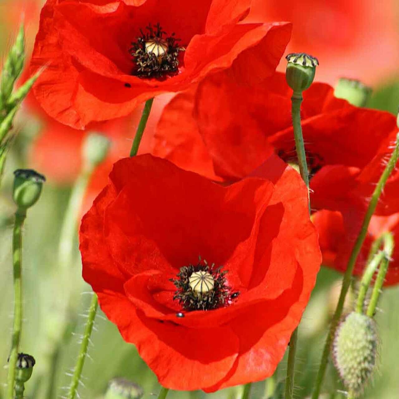 100 Annual Red Poppy Seeds – Red Corn Poppy-Non GMO-Fresh Seed