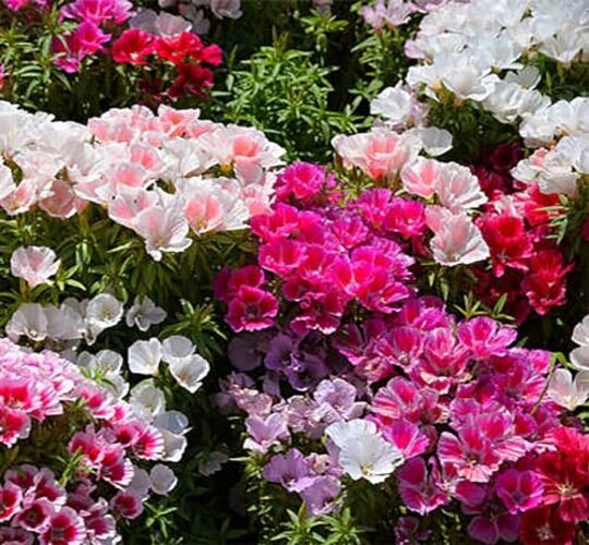 Dwarf Godetia Seeds – 8-12′ Tall. 5,000 eeds