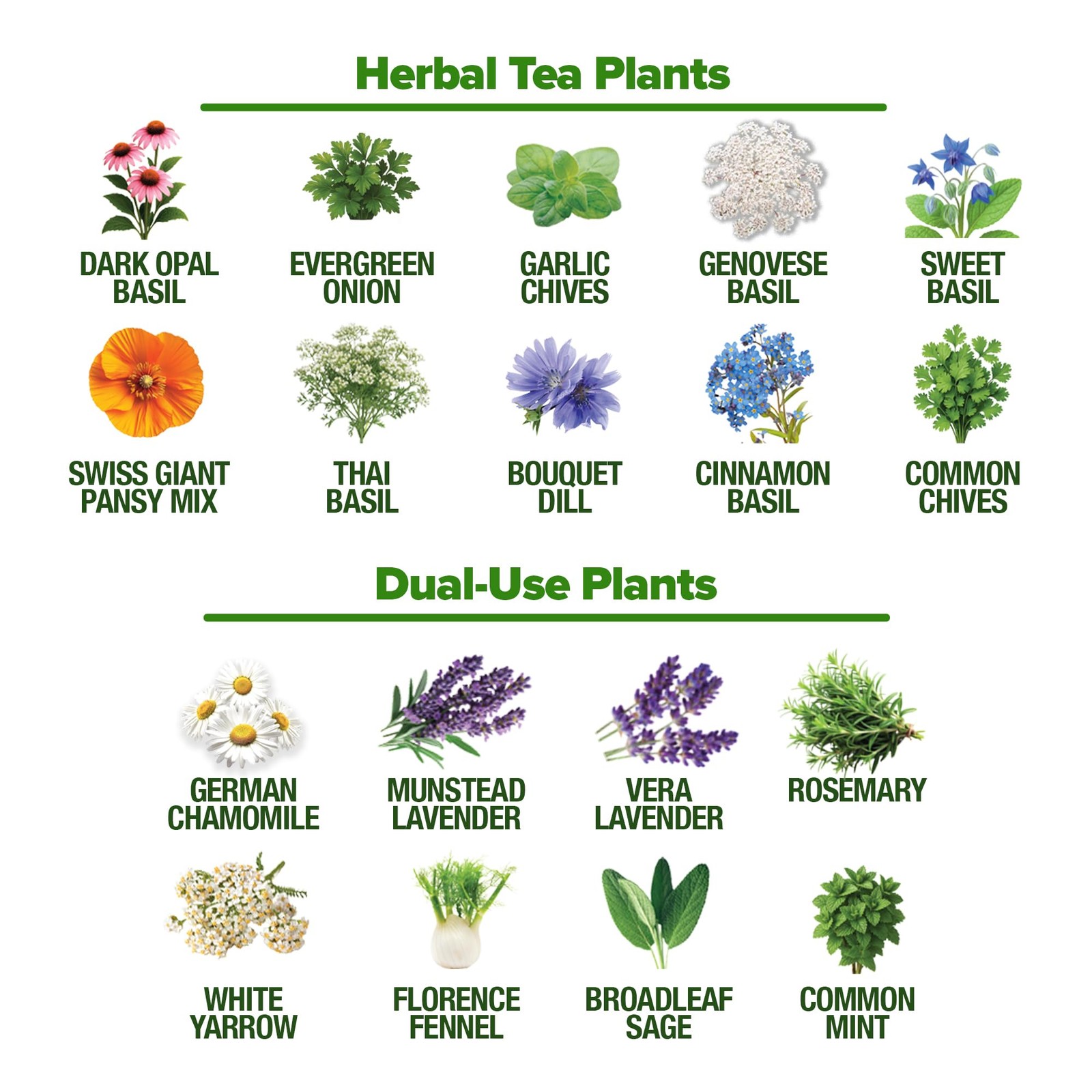 HOME GROWN Herb Seeds 32 Medicinal Herbs and Tea Variety Pack – Annual & Pere…
