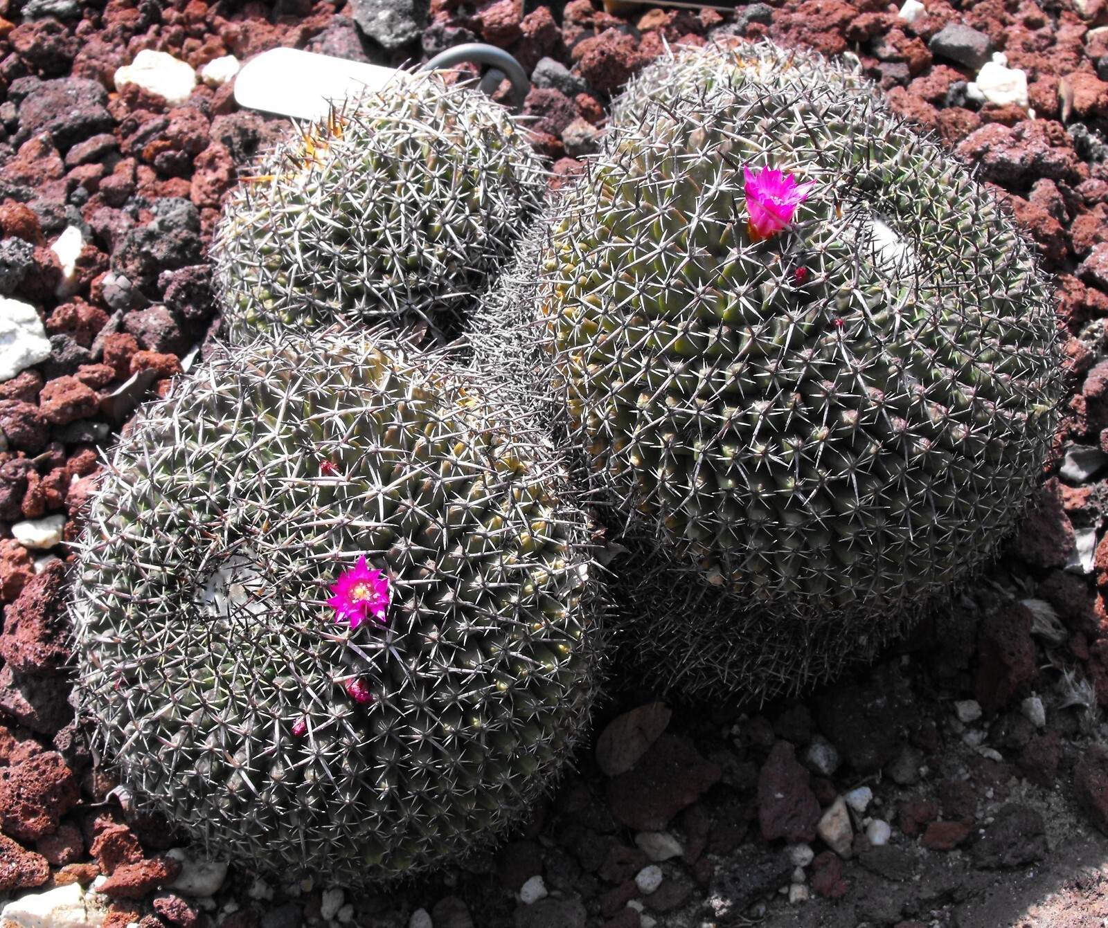 Mammillaria mystax 25 Seeds – Powder Puff Cactus