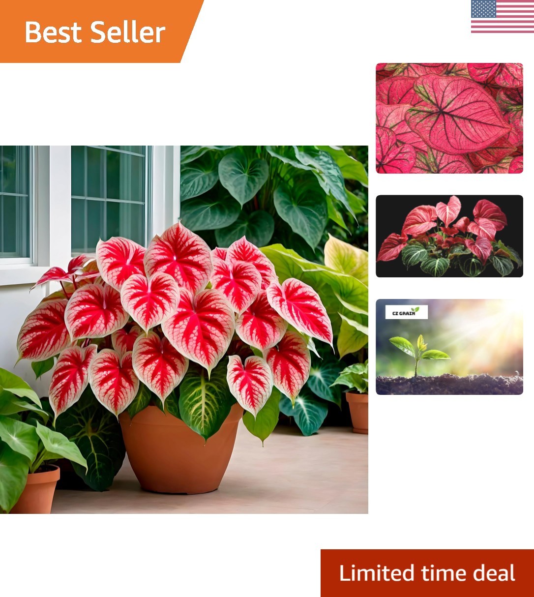 6 Crimson Sky Caladium Bulbs – Vibrant Pink Green Red for Stunning Gardens