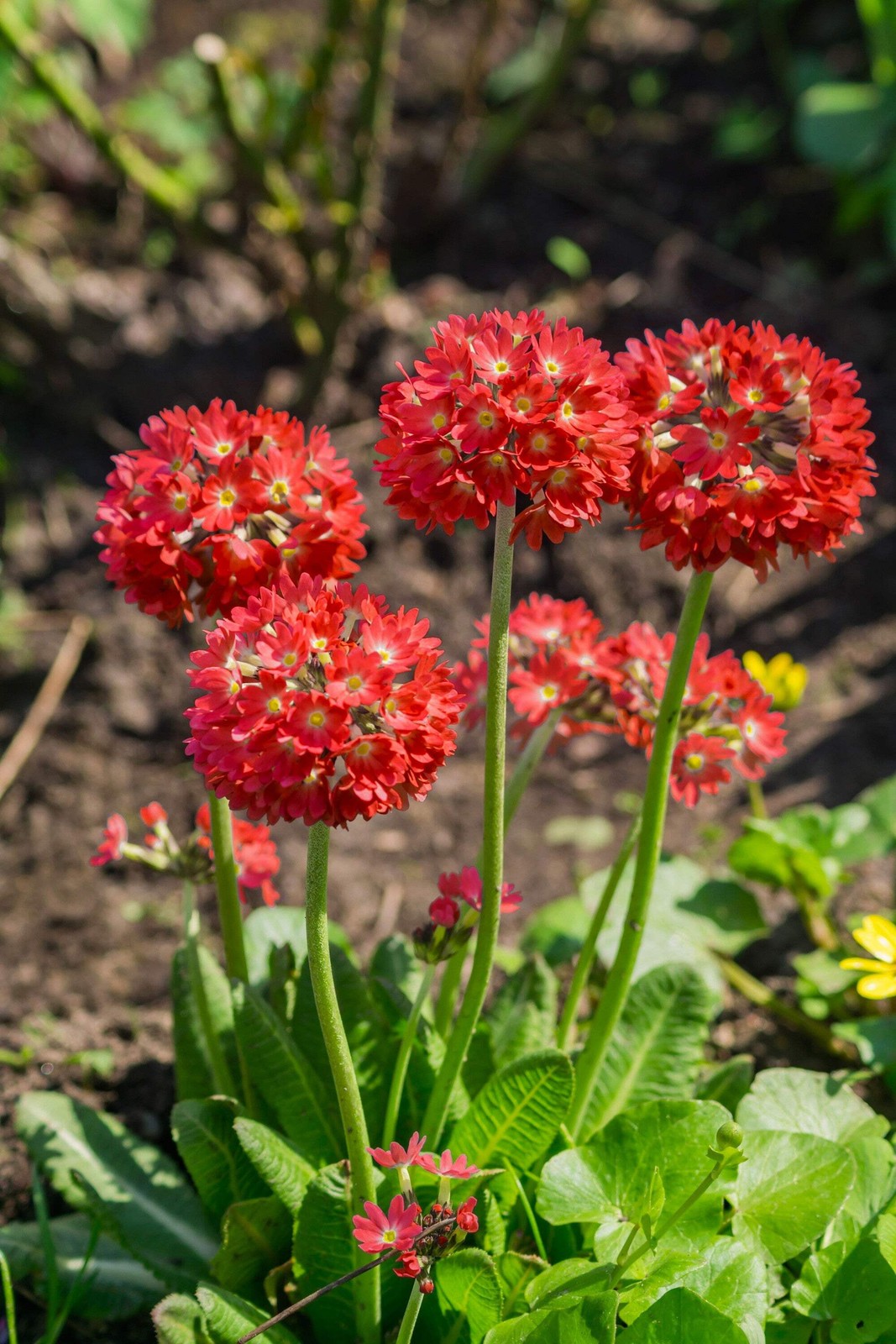 30 RED DRUMSTICK PRIMROSE Primula Denticulata Himalayan Moist Flower Seeds