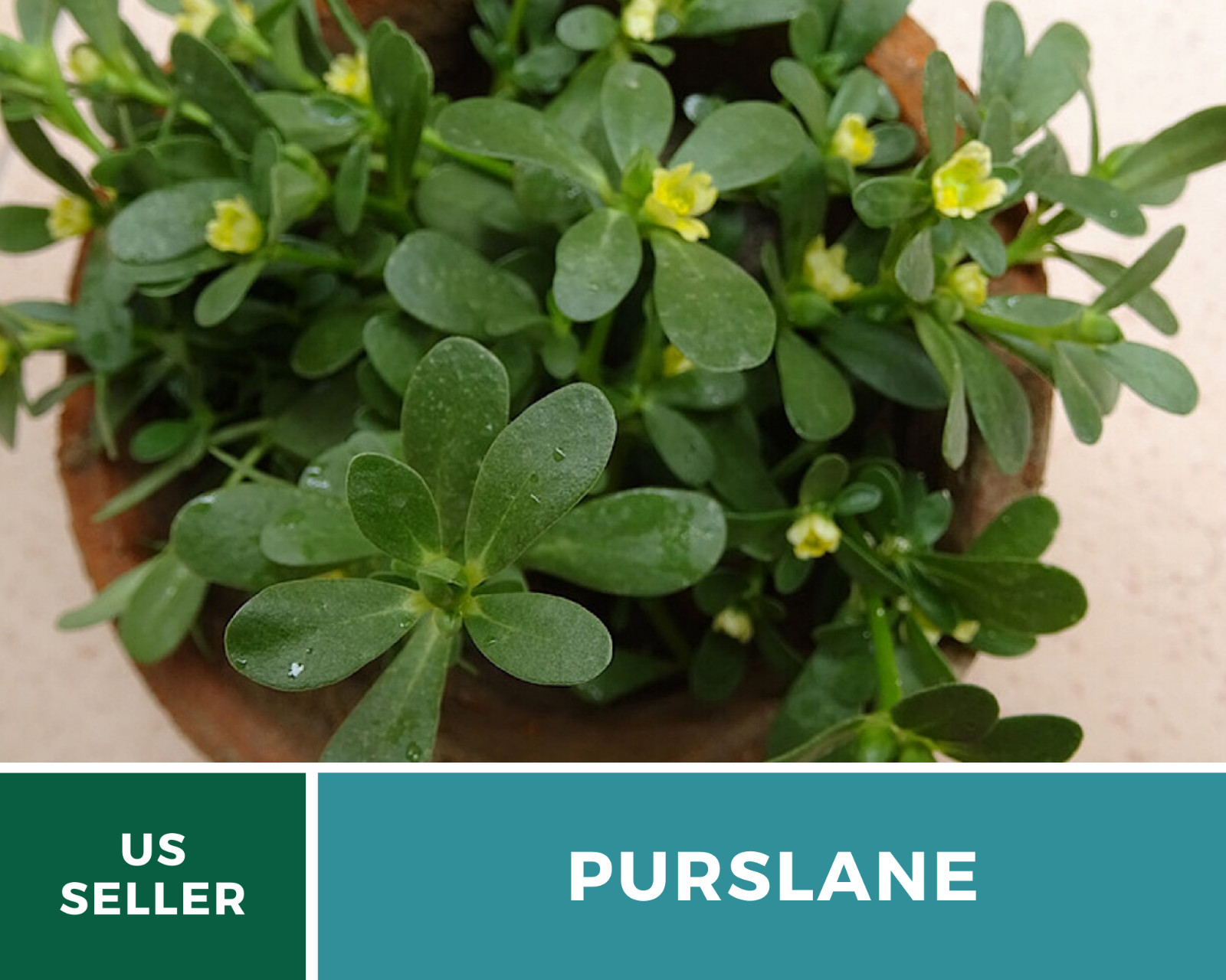 Purslane • Portulaca Oleracea Sativa • Medicinal Herb • 100 fresh seeds