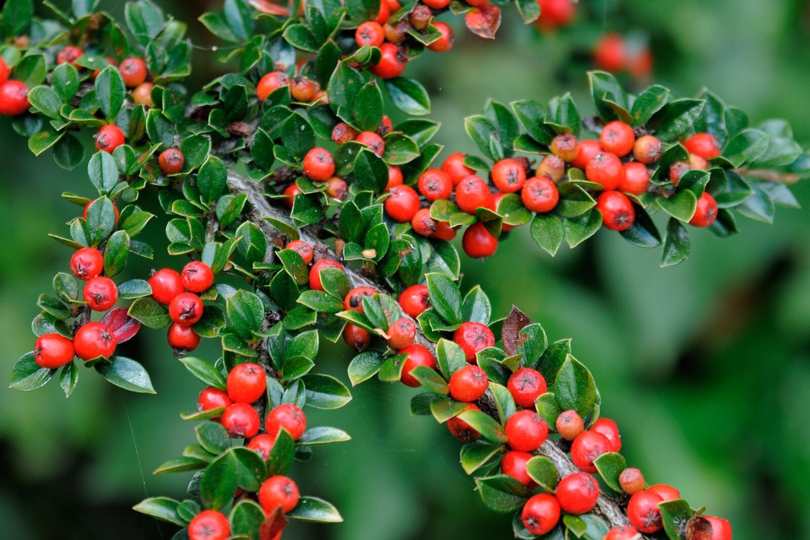 25 Seeds Cotoneaster dammeri Spreading Evergreen Woody Shrub +Flowers & Berries