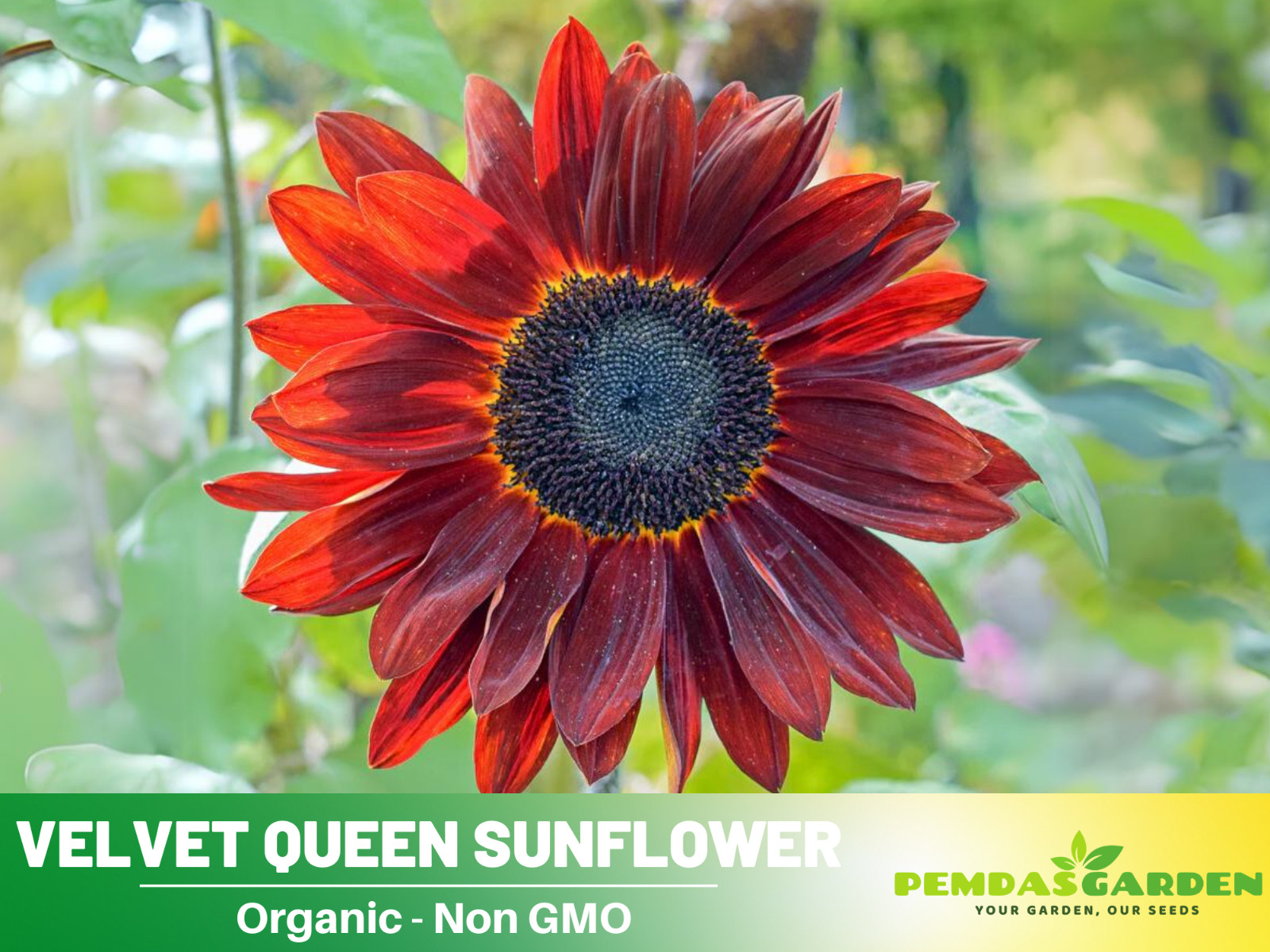 25+ Seeds| Velvet Queen Sunflowers Seeds #E004