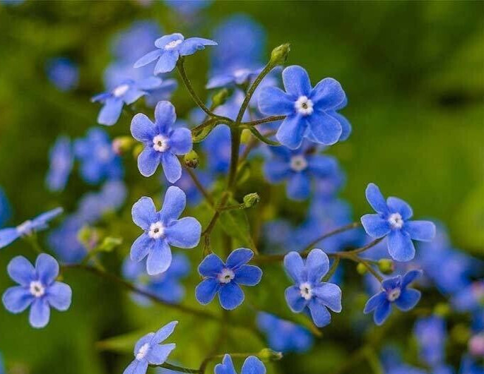 Myosotis (Forget-Me-Not) Seeds – Sylvatica – 250.mg