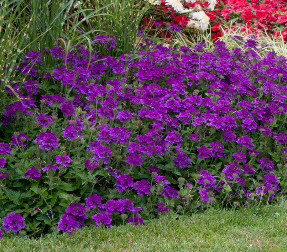 Purple Perennial Verbena Plant – 3-5″ Tall – Long-Blooming Purple Ground Cover